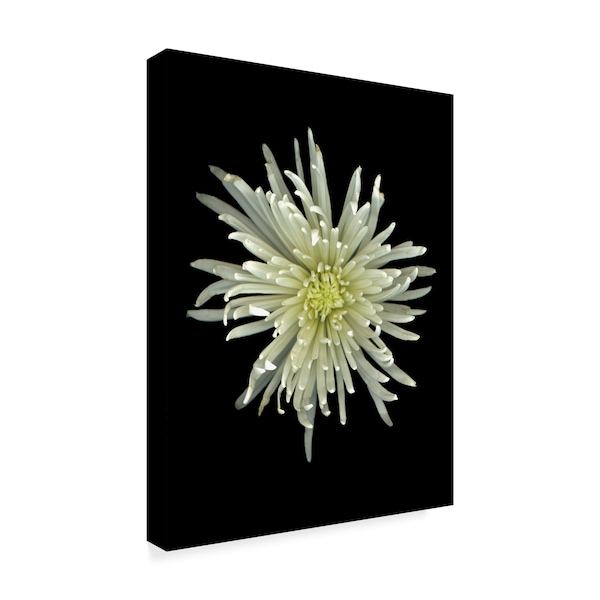 Susan S. Barmon 'Chrysanthemum 1' Canvas Art,18x24